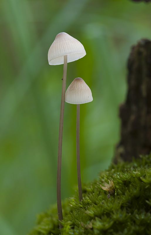 Mycena filopes